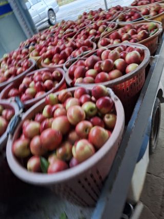 욕심내지말자님의 복숭아 · 자유게시판 작성글 사진
