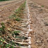 팜모닝 마늘·영농일지 게시글 이미지