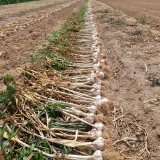 천마산지기농사꾼님의 마늘 · 영농일지 작성글 사진