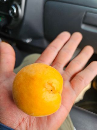 일심묘목농원님의 자유주제 · 자유게시판 작성글 사진