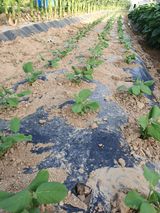 팜모닝 자유주제·자유게시판 게시글 이미지