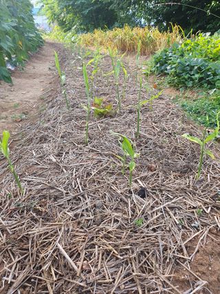 주옥님의 자유주제 · 자유게시판 작성글 사진