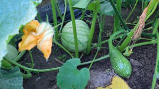 김중언님의 호박 · 영농일지 작성글 사진