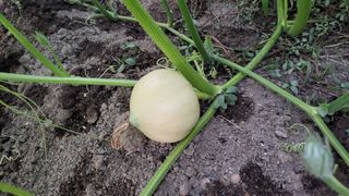 김중언님의 호박 · 영농일지 작성글 사진