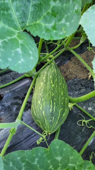 김중언님의 호박 · 영농일지 작성글 사진