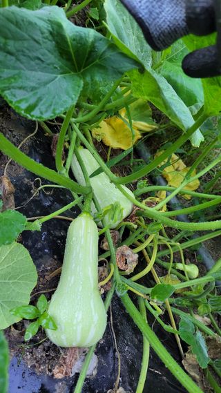 김중언님의 호박 · 영농일지 작성글 사진