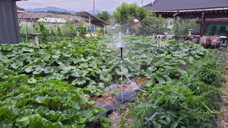 김중언님의 호박 · 영농일지 작성글 사진