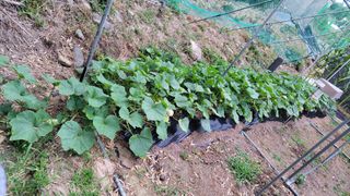 김중언님의 호박 · 영농일지 작성글 사진