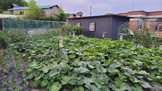 김중언님의 호박 · 영농일지 작성글 사진