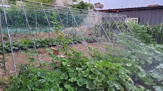 김중언님의 호박 · 영농일지 작성글 사진