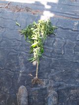 팜모닝 고추·병해충상담 게시글 이미지