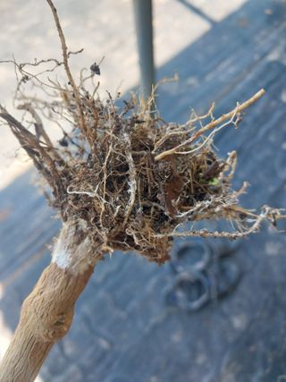 김석율님의 고추 · 병해충상담 작성글 사진