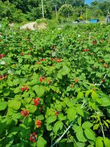 팜모닝 기타작물·영농일지 게시글 이미지