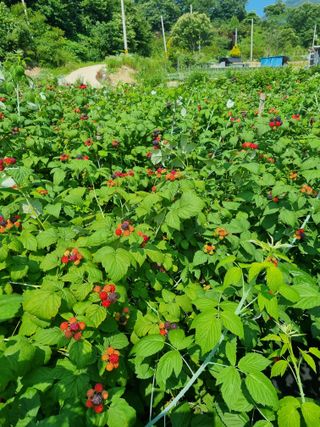 진짜행복님의 기타작물 · 영농일지 작성글 사진