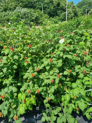 진짜행복님의 기타작물 · 영농일지 작성글 사진