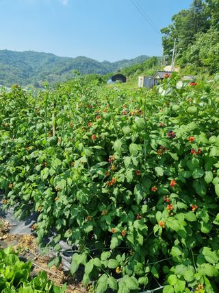 진짜행복님의 기타작물 · 영농일지 작성글 사진