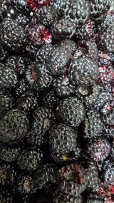 팜모닝 기타작물·영농일지 게시글 이미지