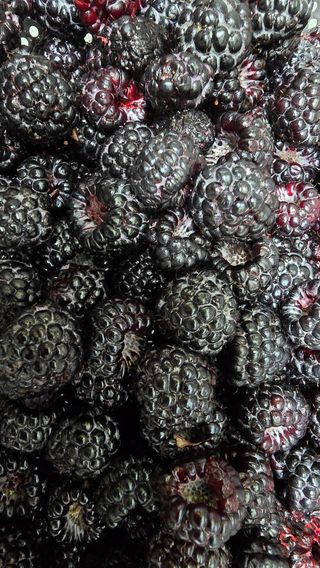 이종애님의 기타작물 · 영농일지 작성글 사진