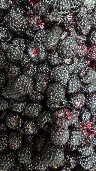 이종애님의 기타작물 · 영농일지 작성글 사진