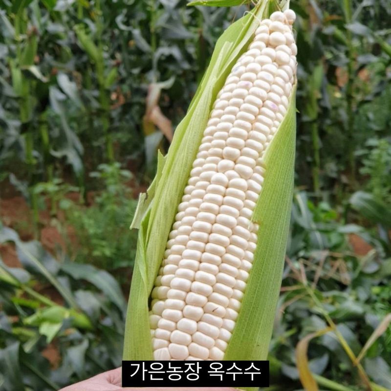 장터 상품 [군위 미백 찰옥수수 20개] 썸네일