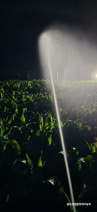 황둔얼렁뚱땅체리농부님의 옥수수 · 자유게시판 작성글 사진