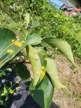 팜모닝 배·병해충상담 게시글 이미지