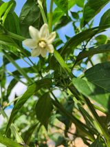 팜모닝 고추·영농일지 게시글 이미지