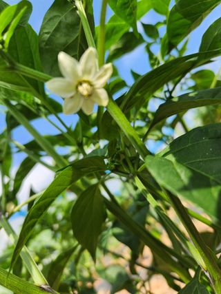 최승일님의 고추 · 영농일지 작성글 사진