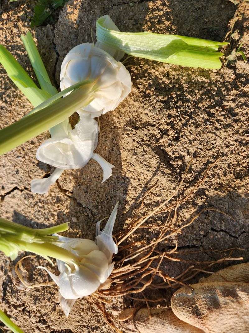 장터 상품 [홍산 마늘  특   60000입니다] 썸네일