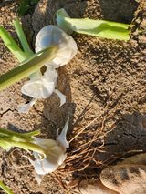 팜모닝 · 게시글 이미지