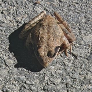 칠보산울프님의 자유주제 · 자유게시판 작성글 사진