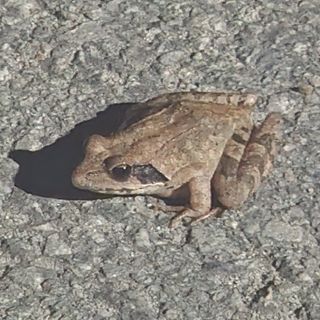 칠보산울프님의 자유주제 · 자유게시판 작성글 사진