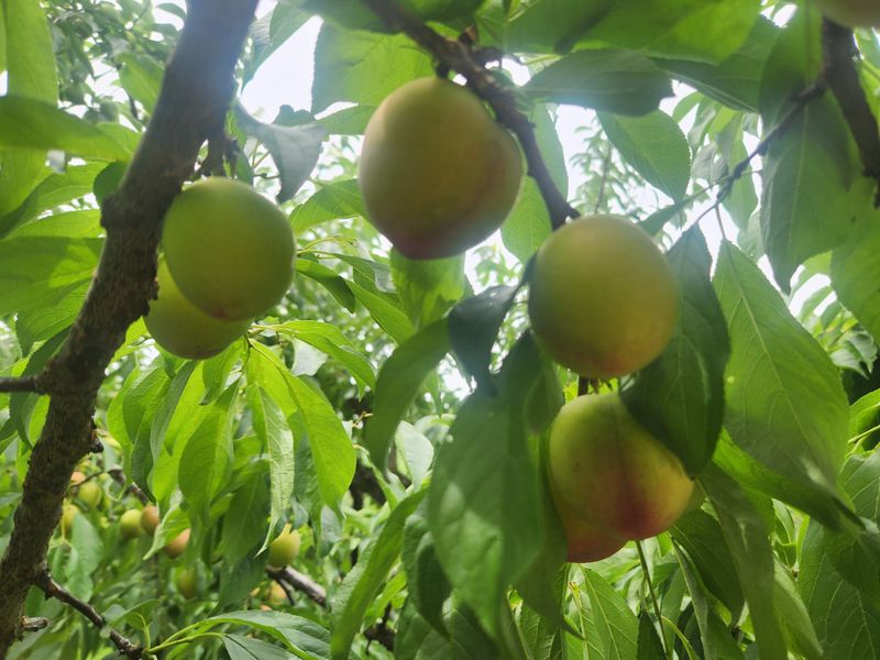 장터 상품 [대석자두 5kg] 썸네일