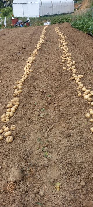 고병길님의 감자 · 영농일지 작성글 사진