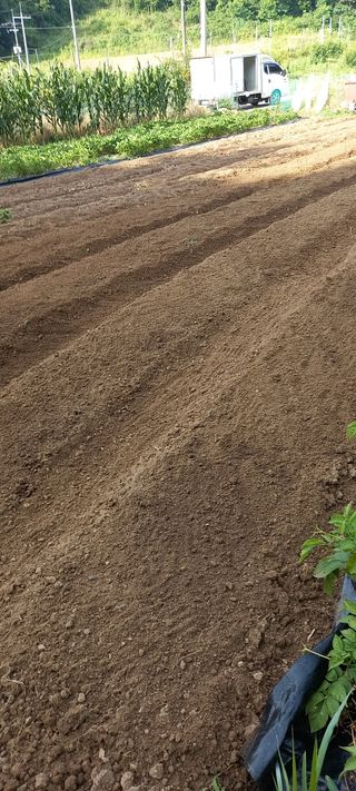 고병길님의 감자 · 영농일지 작성글 사진