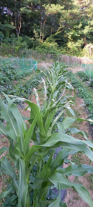 고병길님의 자유주제 · 자유게시판 작성글 사진