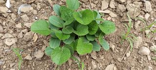 사과15865김도화님의 호박 · 영농일지 작성글 사진