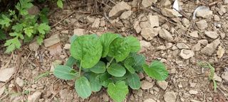 사과15865김도화님의 호박 · 영농일지 작성글 사진