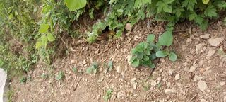 사과15865김도화님의 호박 · 영농일지 작성글 사진