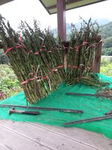 팜모닝 귤·일상 게시글 이미지