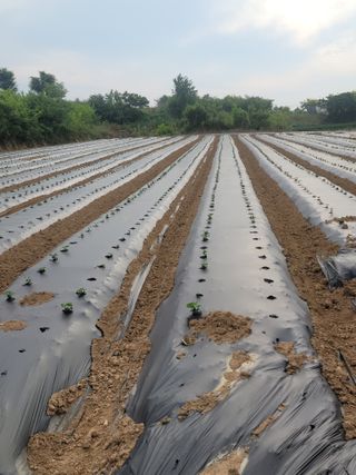 다둥이네농장님의 콩 · 영농일지 작성글 사진