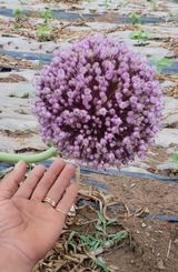 팜모닝 자유주제·자유게시판 게시글 이미지