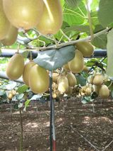 팜모닝 매실·자유게시판 게시글 이미지