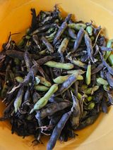 팜모닝 콩·영농일지 게시글 이미지