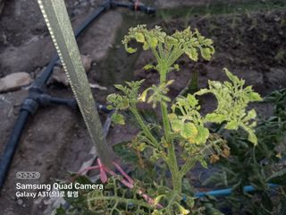 황인수님의 토마토 · 병해충상담 작성글 사진