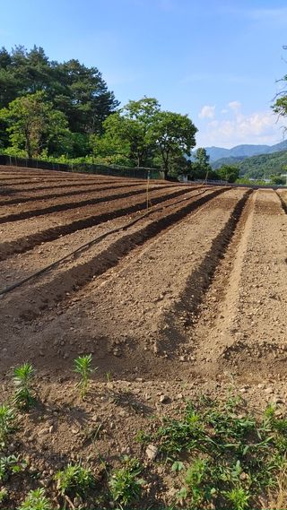 엉뚱한농사꾼임경섭님의 콩 · 영농일지 작성글 사진