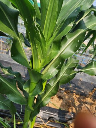 0104173832님의 옥수수 · 영농일지 작성글 사진