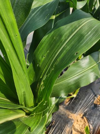 0104173832님의 옥수수 · 영농일지 작성글 사진