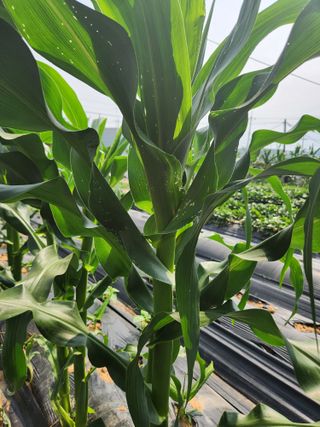 0104173832님의 옥수수 · 영농일지 작성글 사진