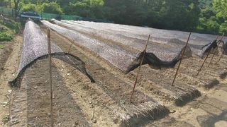 엉뚱한농사꾼임경섭님의 자유주제 · 자유게시판 작성글 사진